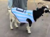 World Cup Daily: NFL star Winston dresses goat as …