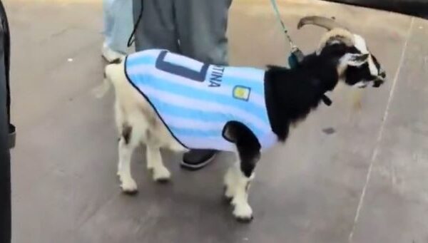 World Cup Daily: NFL star Winston dresses goat as …