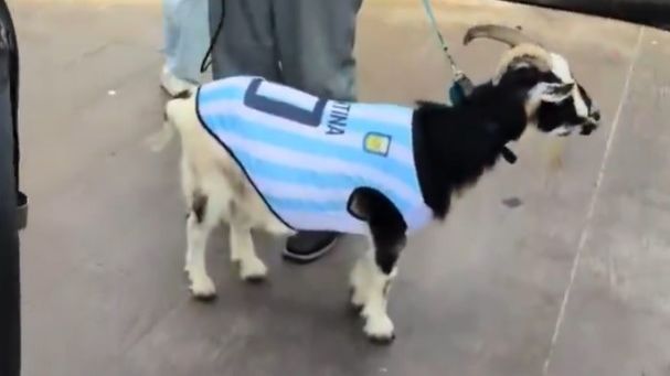 World Cup Daily: NFL star Winston dresses goat as …
