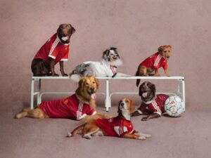 Footy for Fido: Adidas drops dog kits for 2026-27